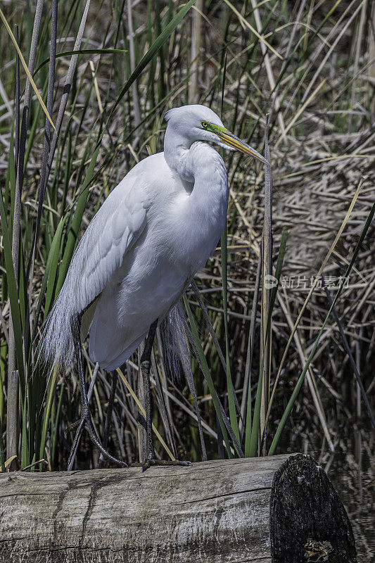 大白鹭(Ardea alba)，也被称为普通白鹭，大白鹭，或great white egret或great white heron是一种大型，分布广泛的白鹭。肖伦伯格公园，佩塔卢马，加利福尼亚州。Pelecaniformes鹭鸟。